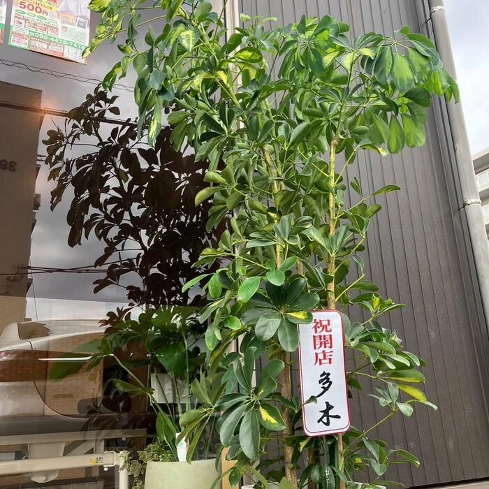 画像274